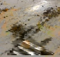 Central Hotel Restaurant - Book Restaurant