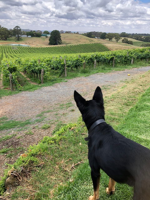 Anderson Hill Cellar Door Restaurant - Book Restaurant 1