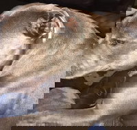 Domino's Pizza Plympton - Book Restaurant