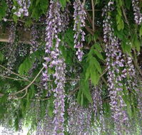 The Topiary Pantry - Book Restaurant