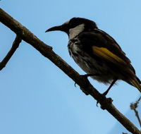 Ivy Cottage - Book Restaurant