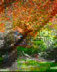 The Woods Ravensbourne