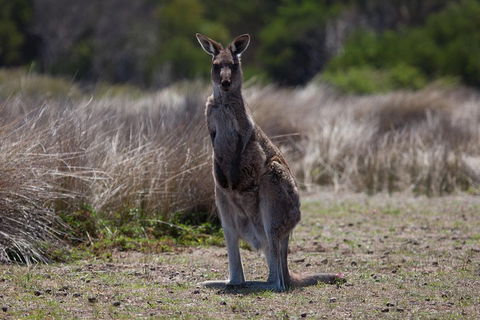 Great Ocean Road Tour With Lunch - Book Restaurant 1