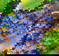 The Fully Local Private Tour - Book Restaurant