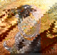 Perth Kids Explorer Private Day Tour - Book Restaurant