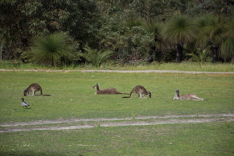 Yanchep & Lancelin - Wildlife, Cave And Sands - Book Restaurant 0