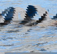 Twilight Sail Bruny Island - Book Restaurant