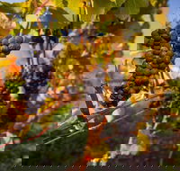 Full Day Tamar Valley Wine Tour - Book Restaurant