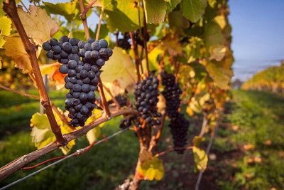 Full Day Tamar Valley Wine Tour