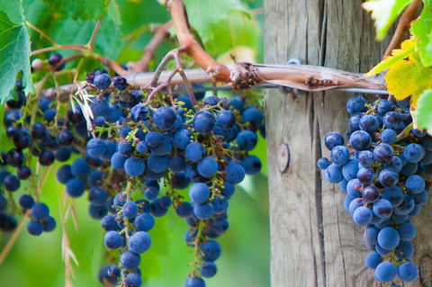 Mornington Peninsula Tour Inc Chairlift,beach Boxes,lunch,choc Tasting And More - Book Restaurant 4
