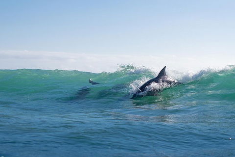 Private Tangalooma Wrecks Tour - Book Restaurant 2