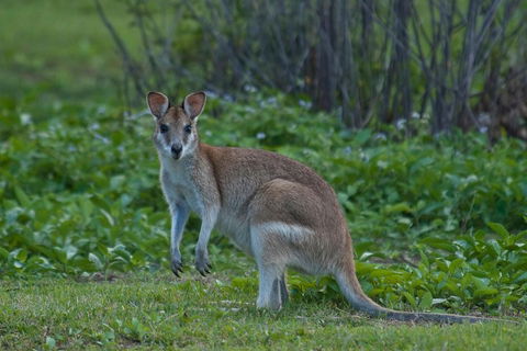 Cairns 4WD Waterfall And Rainforest Tour Including Kuranda Scenic Railway - Book Restaurant 2