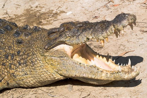 4-Day Cairns Ultimate Combo: Daintree Rainforest, Reef, Kuranda & Paronella Park - Book Restaurant 0