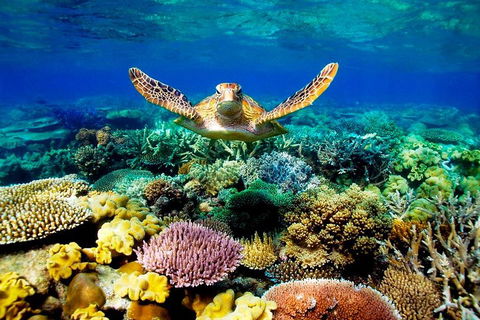 4-Day Cairns Ultimate Combo: Daintree Rainforest, Reef, Kuranda & Paronella Park - Book Restaurant 3