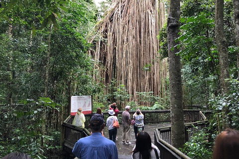 4-Day Cairns Ultimate Combo: Daintree Rainforest, Reef, Kuranda & Paronella Park - Book Restaurant 5