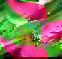 Cape Tribulation Mossman Gorge and Daintree Rainforest Premium Day Tour - Book Restaurant