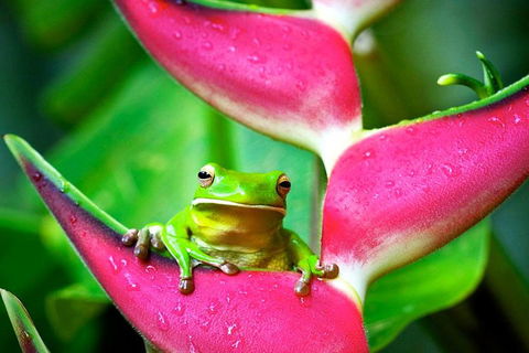 Cape Tribulation, Mossman Gorge, And Daintree Rainforest Premium Day Tour - Book Restaurant 0