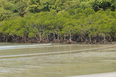 Cape Tribulation, Mossman Gorge, And Daintree Rainforest Premium Day Tour - Book Restaurant 4
