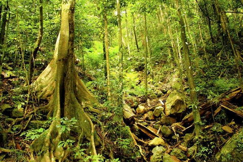 Barron Gorge And Kuranda National Park Half Day Rainforest And Waterfall 4WD Tour From Cairns - Book Restaurant 4