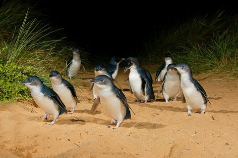 2 Day Exclusively Private Tour Of Phillip Island & The Great Ocean Road - Book Restaurant 3
