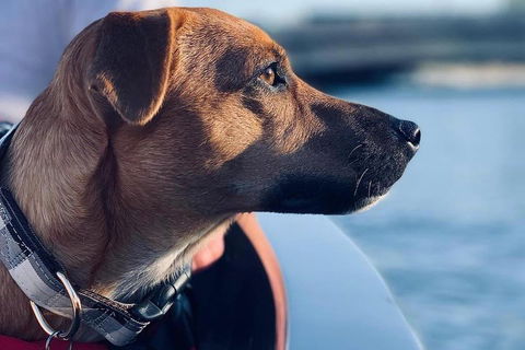 1.5-Hour Boat Rental In Melbourne - Book Restaurant 0