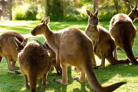 Melbourne City Card (3 Days): Visit Unlimited Attractions! - Book Restaurant 4