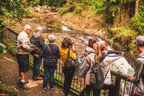 Full-day Springbrook National Park Tour From The Gold Coast - Book Restaurant 0