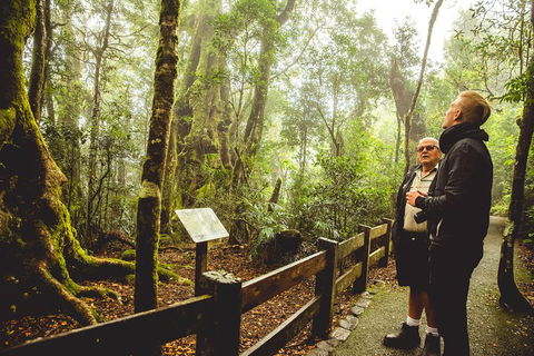 Full-day Springbrook National Park Tour From The Gold Coast - Book Restaurant 1