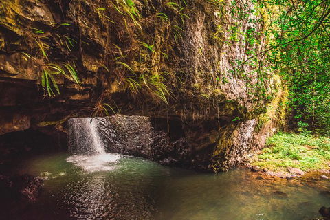 Full-day Springbrook National Park Tour From The Gold Coast - Book Restaurant 4