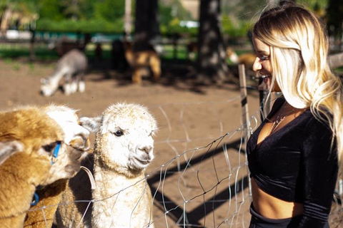 O'Reilly's & Lamington National Park Incl. Alpaca Farm + Vineyard - Book Restaurant 3