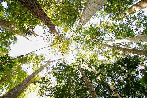 Fraser Island 4WD Tour From Noosa - Book Restaurant 0