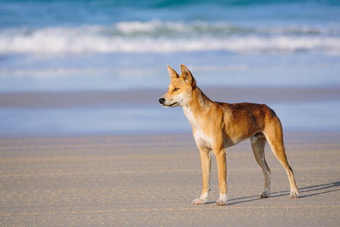 Fraser Island 4WD Tour From Rainbow Beach - Book Restaurant 2