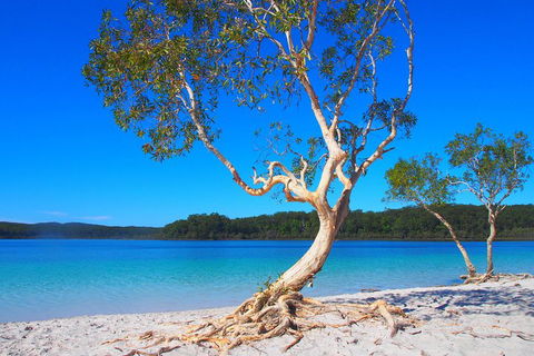 Fraser Island 4WD Tour From Rainbow Beach - Book Restaurant 5