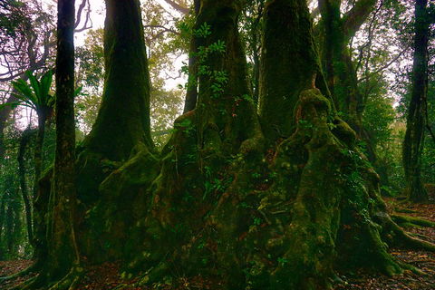 Private Tour - Rainforest & Waterfalls Extravaganza - Book Restaurant 5