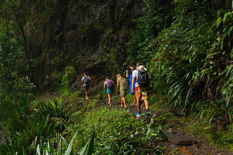 Glow Worms Private Tour - Nocturnal Rainforest Walk - Book Restaurant 1