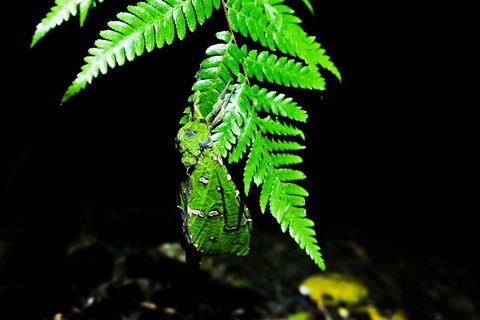 Glow Worms Private Tour - Nocturnal Rainforest Walk - Book Restaurant 2