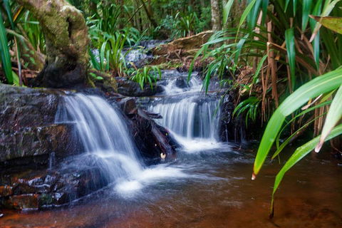 Glow Worms Private Tour - Nocturnal Rainforest Walk - Book Restaurant 5