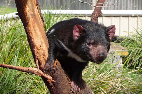 Tasmania 6 Day 'Tour In Circle' - Book Restaurant 1