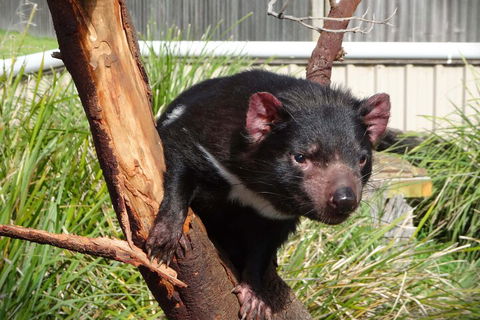 6-Day Tasmania Small-Group Guided Tour With Gourmet Food - Book Restaurant 1