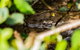 Cape Tribulation Day Tour - thumb 5