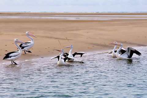 Town Of 1770 Afternoon Cruise - Book Restaurant 4