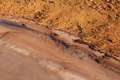 Scenic Flight: Lizard Safari - Book Restaurant 0
