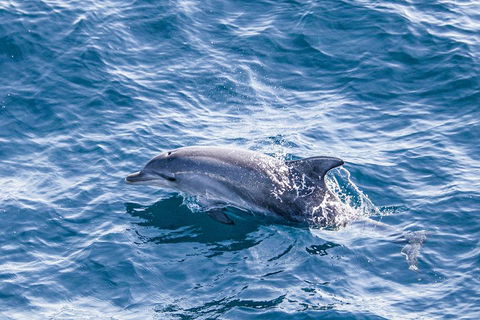 All Inclusive Dolphin And Tangalooma Wrecks Cruise - Book Restaurant 1