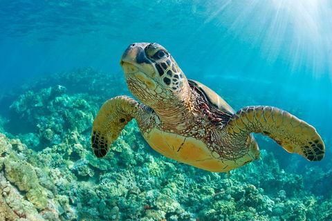 All Inclusive Dolphin And Tangalooma Wrecks Cruise - Book Restaurant 3