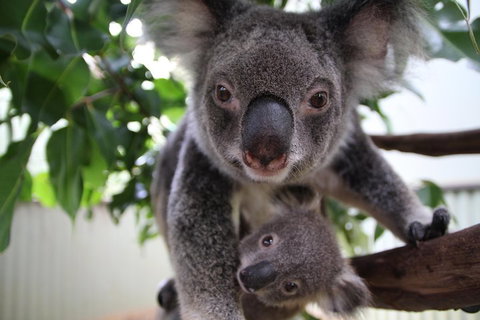 Kuranda Day Tour, TKS-RFS GRAND GOLD PLUS 0930 - Book Restaurant 1