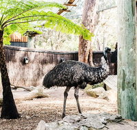 Sydney Taronga Zoo General Entry Ticket and Wild Australia Experience - Book Restaurant