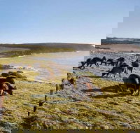 Kangaroo Island Personal Group Tours - Book Restaurant