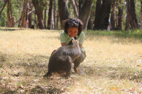 Cleland Wildlife Park Tour From Adelaide Including Mount Lofty Summit - Book Restaurant 1