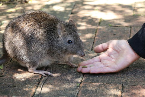 Cleland Wildlife Park Tour From Adelaide Including Mount Lofty Summit - Book Restaurant 2