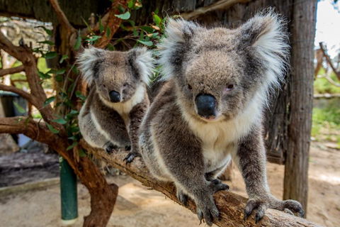 Cleland Wildlife Park Tour From Adelaide Including Mount Lofty Summit - Book Restaurant 3
